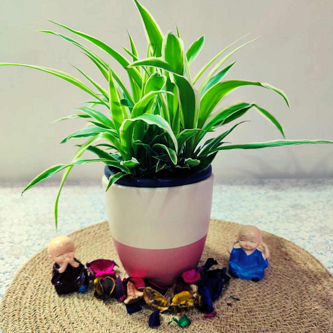 Homefrills small Handpainted Ceramic planters Pots for Indoor & outdoor Home, Garden, Office Decor, Balcony Planters pot Gamla Size-11 cm Colour- White & Pink